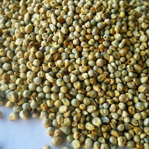 Pearl Millet (Bajra)